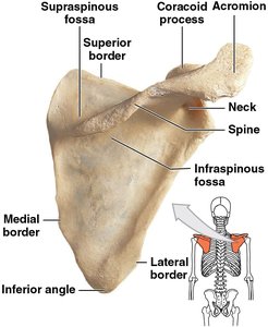 Posterior view of the right scapula