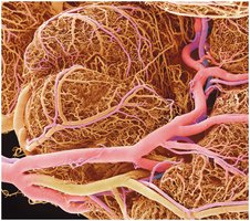 SEM showing the extensive blood supply of the small intestine