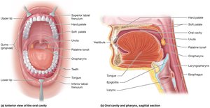 Oral cavity and pharynx