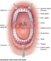 Anterior view of the oral cavity