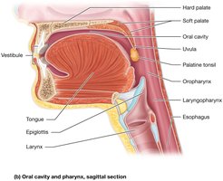 Oral cavity and pharynx, sagittal section