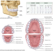 Types of teeth and the primary and secondary dentition