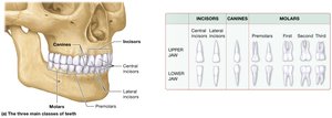 The three main classes of teeth