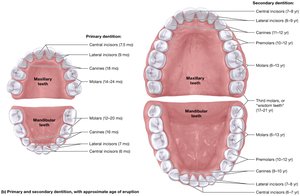 Primary and secondary dentition, with approximate age of eruption
