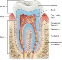 Structure of a tooth