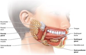Anatomy of the salivary glands