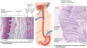 Histology of the esophagus