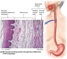 Micrograph showing section through the middle third of the esophagus