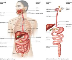 Overview of the digestive system