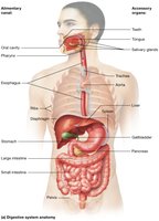 Digestive system anatomy (human figure)