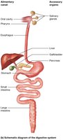 Schematic diagram of the digestive system