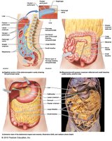 Abdominopelvic cavity and peritoneum