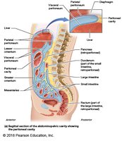 Sagittal section of the abdominopelvic cavity showing the peritoneal cavity