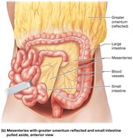 Mesenteries with greater omentum reflected and small intestine pulled aside, anterior view