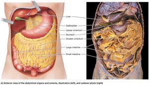 Anterior view of the abdominal organs and omenta, illustration and cadaver photo