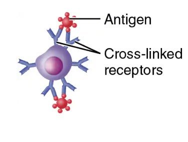 B cell with cross-linked receptors