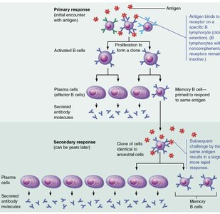 Clonal selection and differentiation of B cells