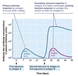Table comparing B and T lymphocytes