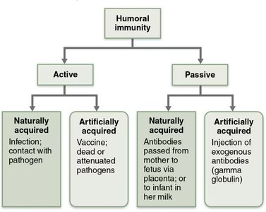 Passive immunity: antivenom injection