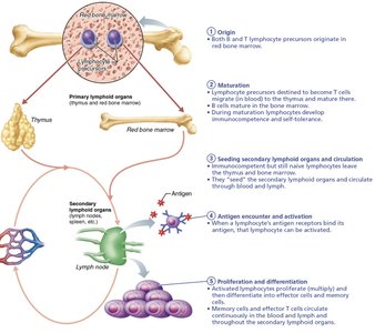 Lymphocyte development and maturation