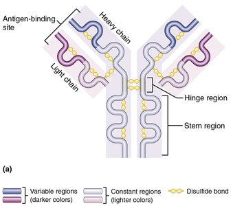 IgM pentamer structure