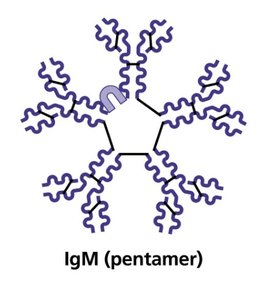 IgG monomer structure