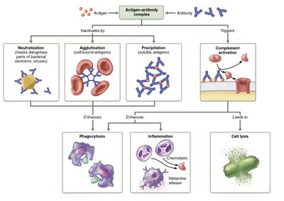 Effector T cell roles