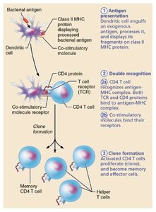 T cell activation and differentiation