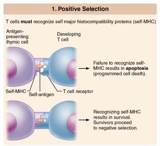 Positive selection of T cells