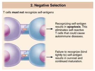 Negative selection of T cells