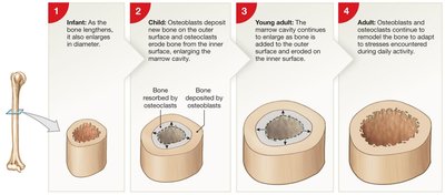 Appositional bone growth