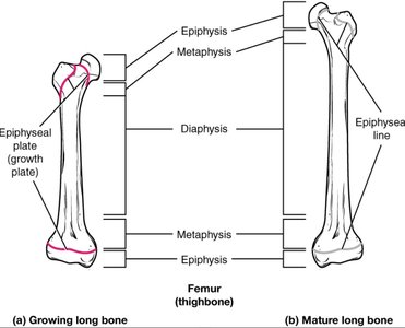 Epiphyseal plate and line in long bone