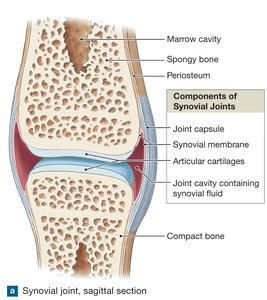 Types of synovial joints