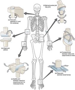 Examples of synovial joint types