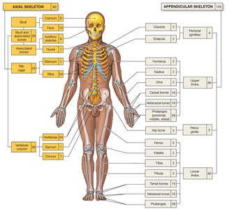 Diagram of axial and appendicular skeleton