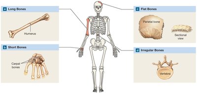 Types of bones: long, short, flat, irregular