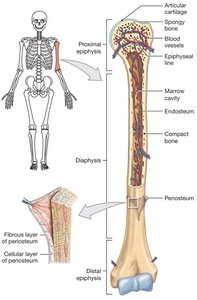 Structure of a long bone