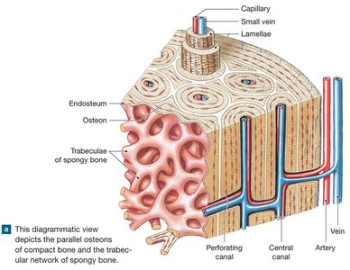 Diagram of compact and spongy bone