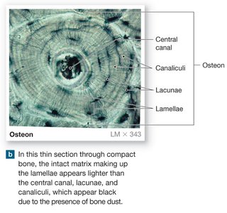 Microscopic view of an osteon