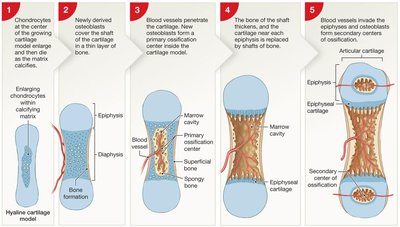 Steps of endochondral ossification