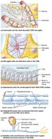 Satellite and Schwann cells in PNS