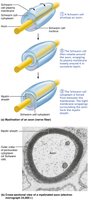 Cross-section of myelinated axon