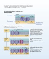 Resting membrane potential: sodium-potassium pump