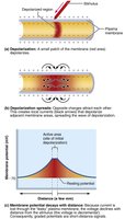 Spread and decay of graded potential