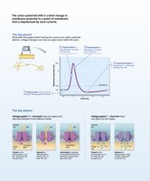 Action potential graph