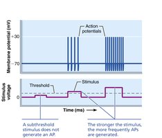 Stimulus strength and AP frequency