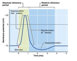Absolute and relative refractory periods