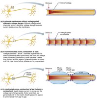 AP propagation in myelinated axons