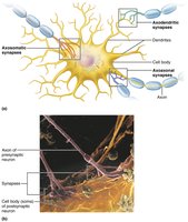 Synaptic connections