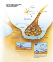 Chemical synapse: neurotransmitter release and reception